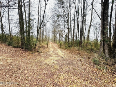 Hunting & Homesite Land Near Tylertown, MS - image 1
