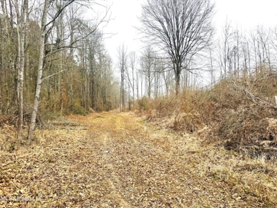 Hunting & Homesite Land Near Tylertown, MS - image 5