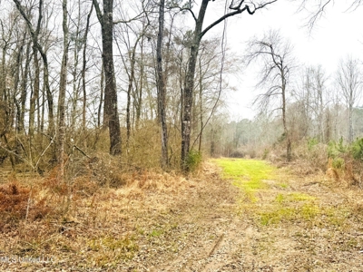 Hunting & Homesite Land Near Tylertown, MS - image 4