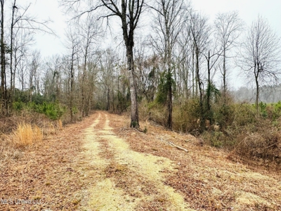Hunting & Homesite Land Near Tylertown, MS - image 3