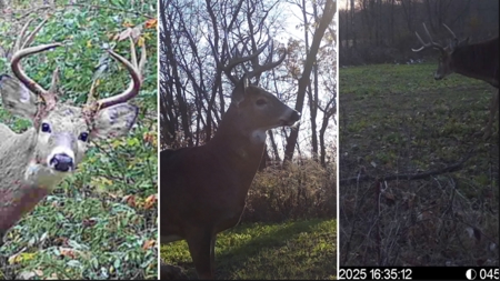 Updated Country Home with 77.8 Acres of Prime Whitetail Hunting - image 42