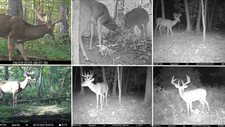 Updated Country Home with 77.8 Acres of Prime Whitetail Hunting - image 34