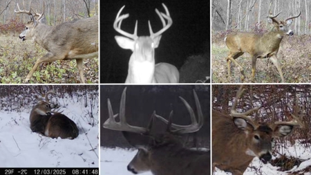 Updated Country Home with 77.8 Acres of Prime Whitetail Hunting - image 43