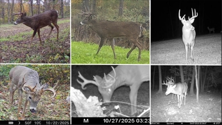 Updated Country Home with 77.8 Acres of Prime Whitetail Hunting - image 35