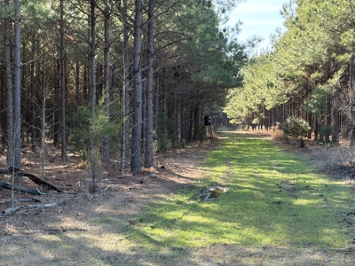 Unrestricted 122 Acre East TX Land | Creek, Power, Road Frontage - image 2
