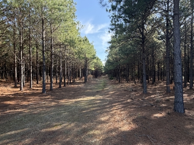 Unrestricted 122 Acre East TX Land | Creek, Power, Road Frontage - image 6