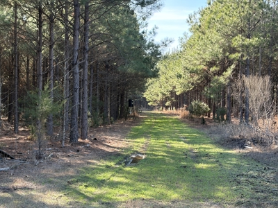 Unrestricted 122 Acre East TX Land | Creek, Power, Road Frontage - image 1