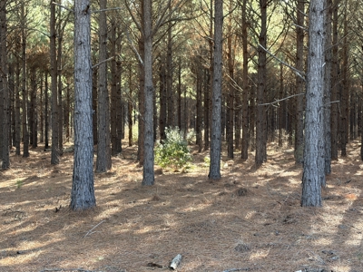 Unrestricted 122 Acre East TX Land | Creek, Power, Road Frontage - image 3