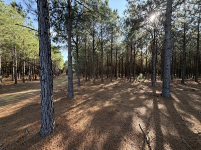 Unrestricted 122 Acre East TX Land | Creek, Power, Road Frontage - image 5