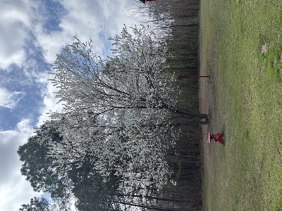 Country Home on 2 ac in East Texas, Metal Shop and Covered Porch - image 35