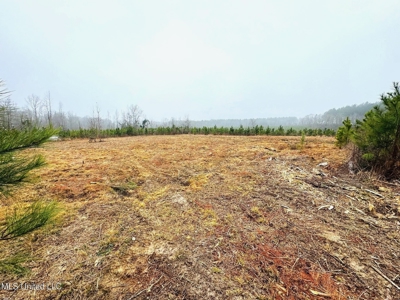 Hunting & Homesite Land Near Tylertown, MS - image 4
