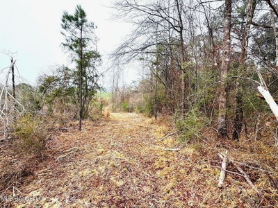 Hunting & Homesite Land Near Tylertown, MS - image 6