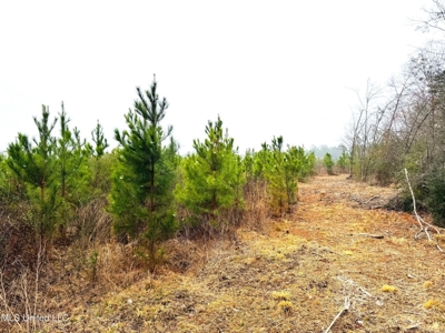 Hunting & Homesite Land Near Tylertown, MS - image 8