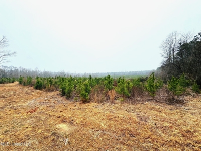 Hunting & Homesite Land Near Tylertown, MS - image 1