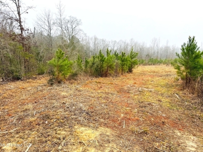 Hunting & Homesite Land Near Tylertown, MS - image 3