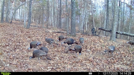 Hunting And Recreational Land For Sale In Arkansas - image 5