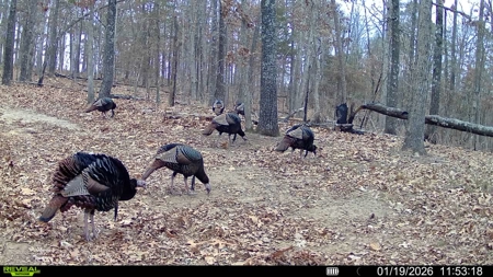 Hunting And Recreational Land For Sale In Arkansas - image 3