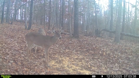 Hunting And Recreational Land For Sale In Arkansas - image 7