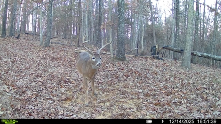 Hunting And Recreational Land For Sale In Arkansas - image 6