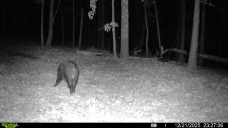 Hunting And Recreational Land For Sale In Arkansas - image 4