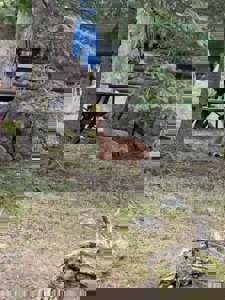 Private Canada Creek Ranch Cabin with Bunkhouse & Premier Hunting - image 18