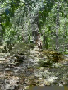 Private Canada Creek Ranch Cabin with Bunkhouse & Premier Hunting - image 19