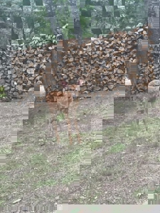 Private Canada Creek Ranch Cabin with Bunkhouse & Premier Hunting - image 34