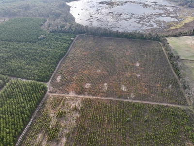 160 Acres Madison FL | Sustainable Timber Income & Trophy Hunting - image 9