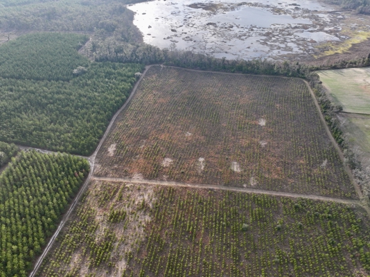 160 Acres Madison FL | Sustainable Timber Income & Trophy Hunting