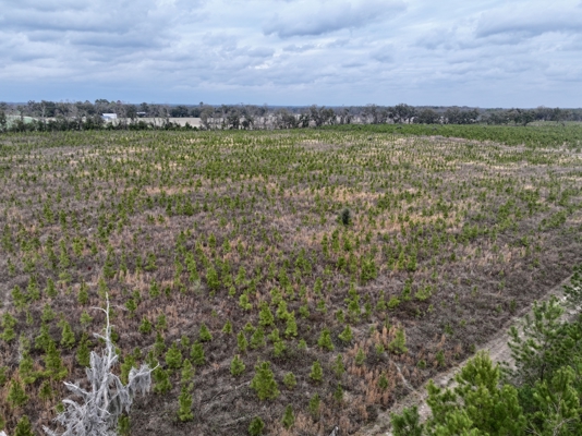 160 Acres Madison FL | Sustainable Timber Income & Trophy Hunting