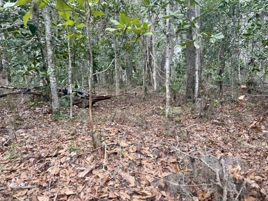 160 Acres Madison FL | Sustainable Timber Income & Trophy Hunting