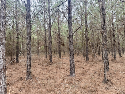 160 Acres Madison FL | Sustainable Timber Income & Trophy Hunting