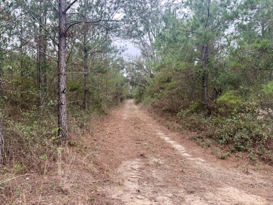 160 Acres Madison FL | Sustainable Timber Income & Trophy Hunting