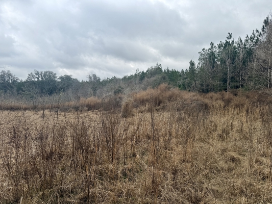 160 Acres Madison FL | Sustainable Timber Income & Trophy Hunting