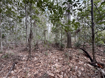 160 Acres Madison FL | Sustainable Timber Income & Trophy Hunting - image 38