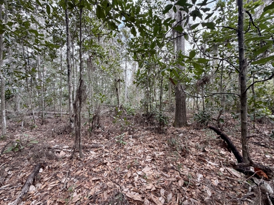 160 Acres Madison FL | Sustainable Timber Income & Trophy Hunting