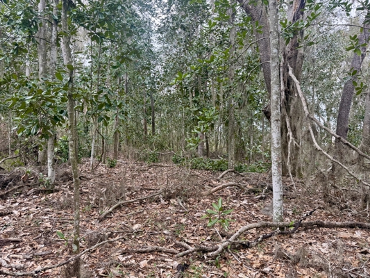 160 Acres Madison FL | Sustainable Timber Income & Trophy Hunting