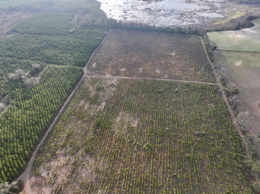 160 Acres Madison FL | Sustainable Timber Income & Trophy Hunting