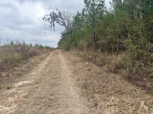 160 Acres Madison FL | Sustainable Timber Income & Trophy Hunting