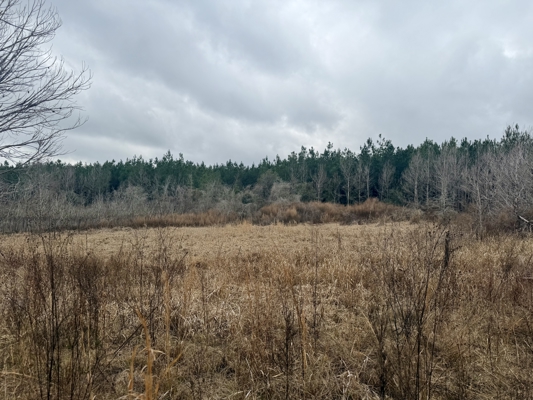 160 Acres Madison FL | Sustainable Timber Income & Trophy Hunting