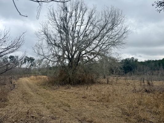 160 Acres Madison FL | Sustainable Timber Income & Trophy Hunting