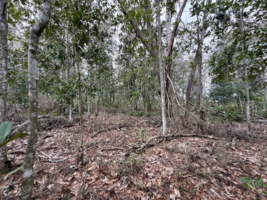 160 Acres Madison FL | Sustainable Timber Income & Trophy Hunting
