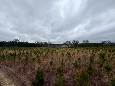 160 Acres Madison FL | Sustainable Timber Income & Trophy Hunting - image 18