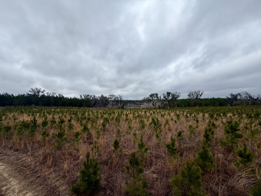 160 Acres Madison FL | Sustainable Timber Income & Trophy Hunting