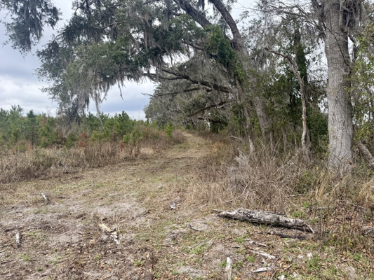 160 Acres Madison FL | Sustainable Timber Income & Trophy Hunting