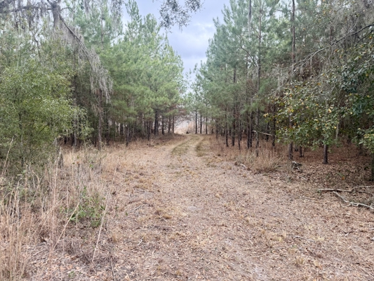 160 Acres Madison FL | Sustainable Timber Income & Trophy Hunting