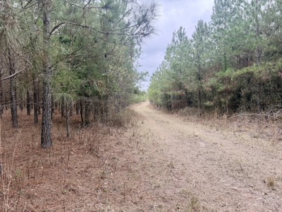 160 Acres Madison FL | Sustainable Timber Income & Trophy Hunting - image 22