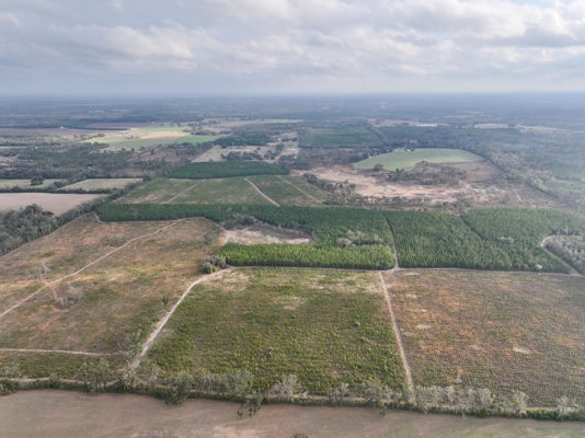 160 Acres Madison FL | Sustainable Timber Income & Trophy Hunting