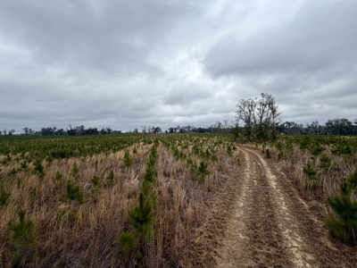 160 Acres Madison FL | Sustainable Timber Income & Trophy Hunting - image 19