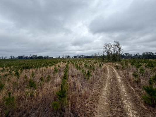 160 Acres Madison FL | Sustainable Timber Income & Trophy Hunting